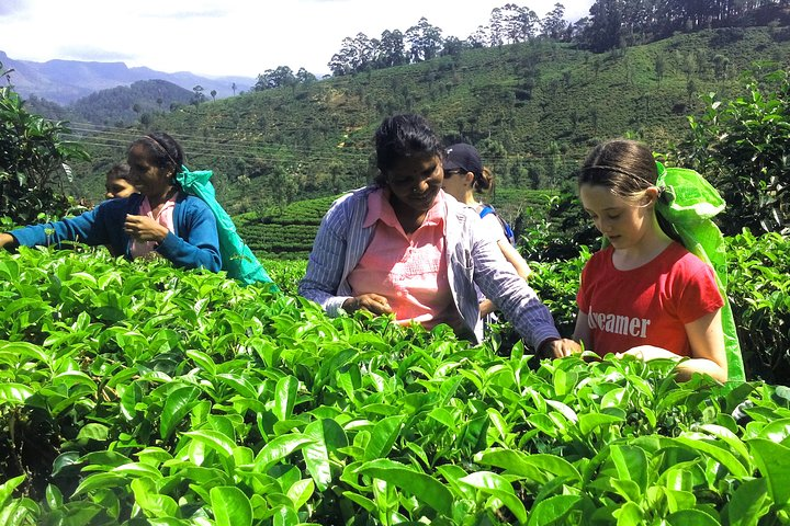 'Tea Cups' - Tea Plantation Tour  - Photo 1 of 11